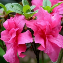 Rhododendron Jap. 'Rokoko'