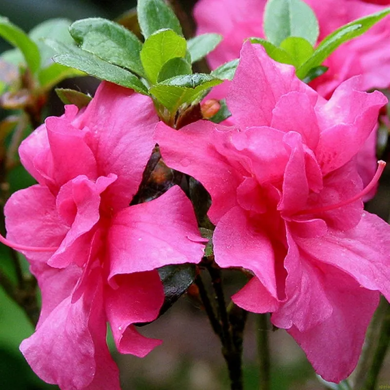 Rhododendron Jap. 'Rokoko' 3 Rhododendron Jap. 'Rokoko'