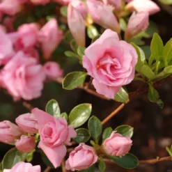 Rhododendron Jap. 'Rosebud'