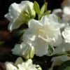 Rhododendron Jap. 'Schneeperle'