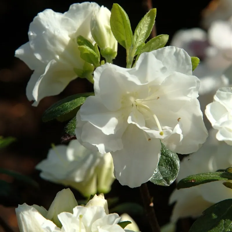 Rhododendron Jap. 'Schneeperle' 3 Rhododendron Jap. 'Schneeperle'