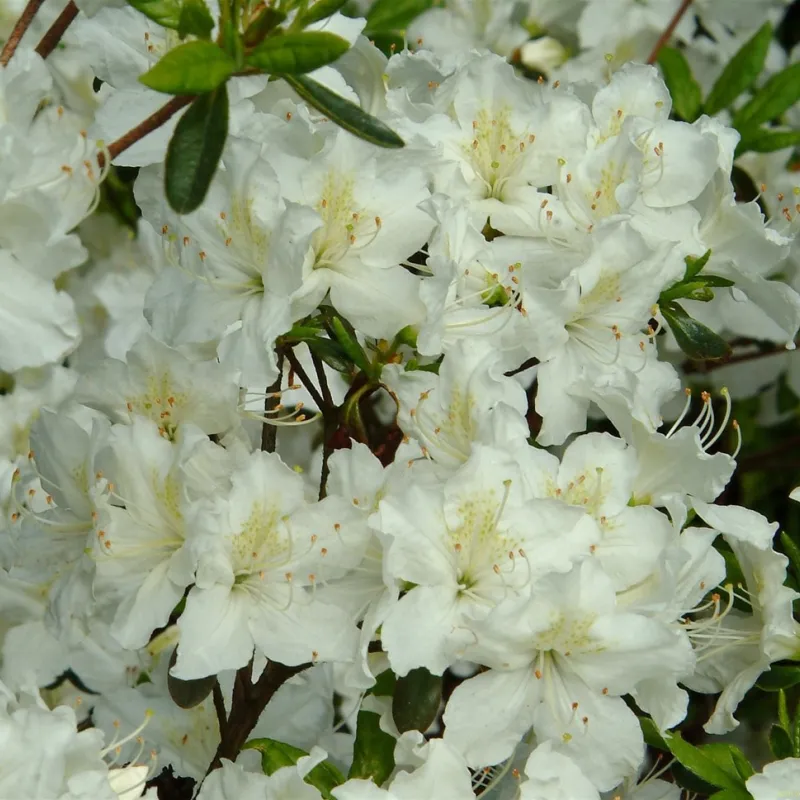 Rhododendron Jap. 'Schneesturm' 3 Rhododendron Jap. 'Schneesturm'