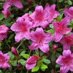 Rhododendron Jap. 'Wombat'