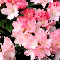 Rhododendron Yak. 'Dreamland'