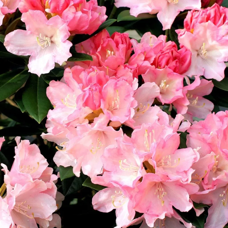 Rhododendron Yak. 'Dreamland'