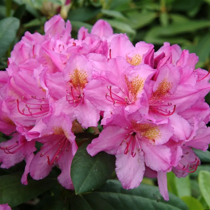 Rhododendron 'Delta' 3 Rhododendron 'Delta'