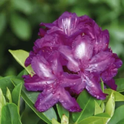 Rhododendron 'Blue Print'
