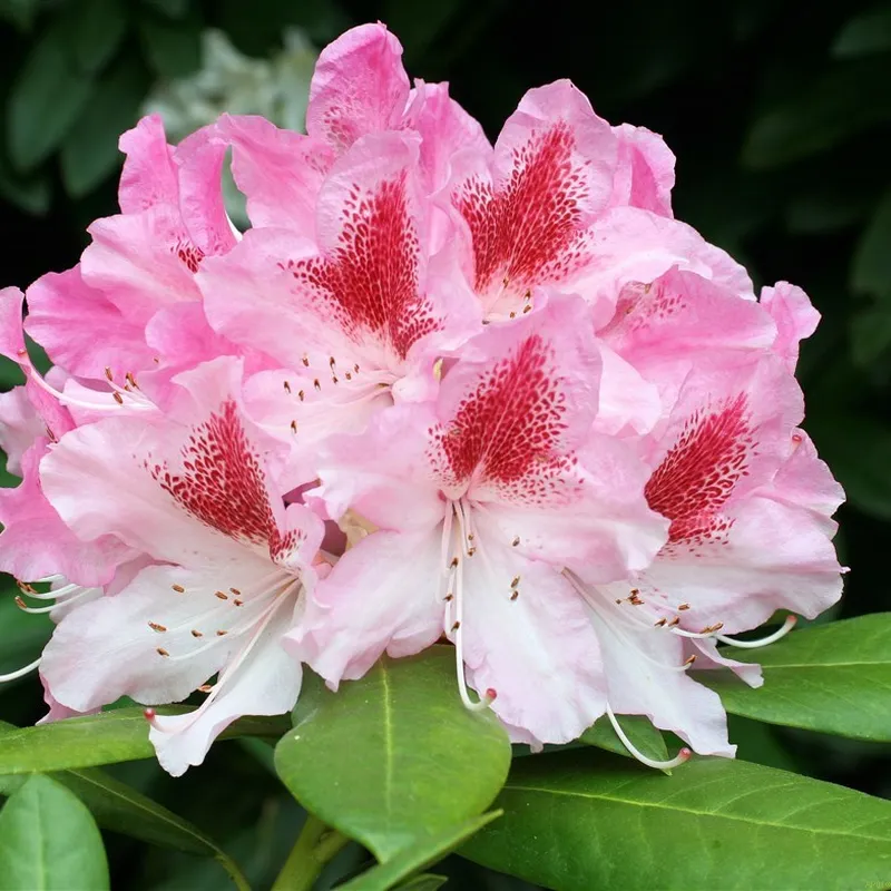 Rhododendron 'Cosmopolitan' 3 Rhododendron 'Cosmopolitan'