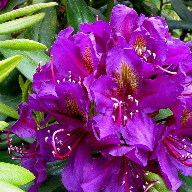 Rhododendron 'Marcel Ménard' 3 Rhododendron 'Marcel Ménard'