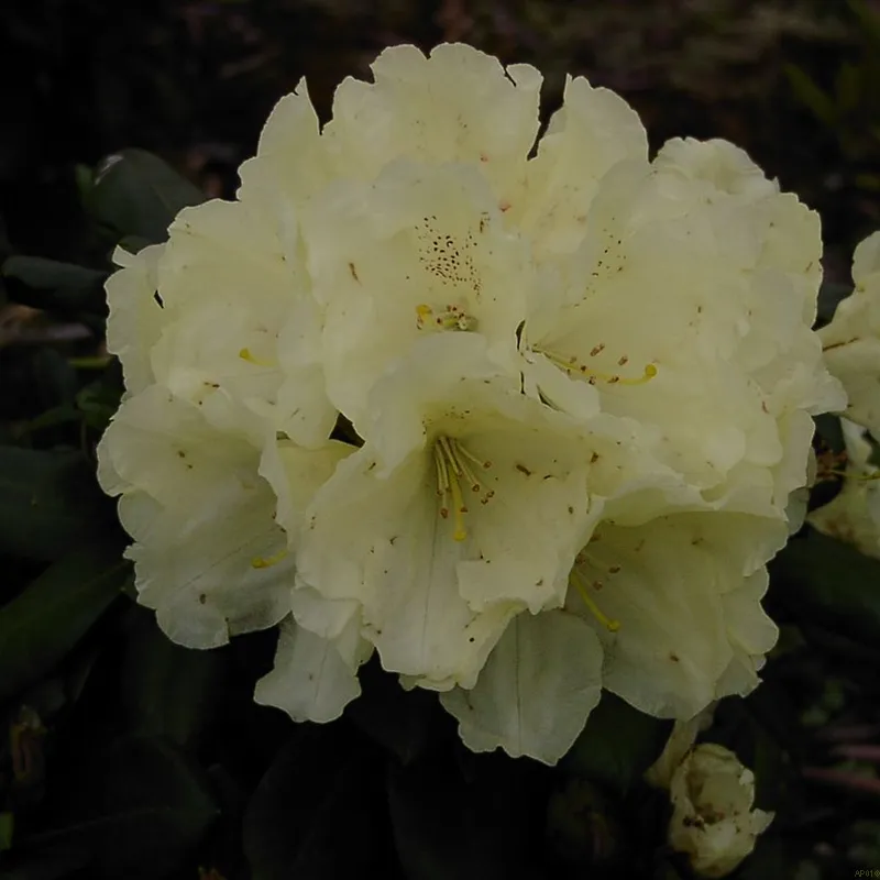 Rhododendron Yak. 'Centannial Gold' 3 Rhododendron Yak. 'Centannial Gold'
