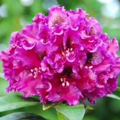 Rhododendron 'Dramatic Dark'