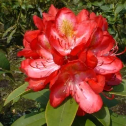 Rhododendron 'Junifeuer'