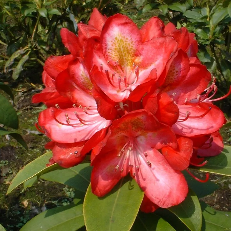Rhododendron 'Junifeuer' 2 Rhododendron 'Junifeuer'