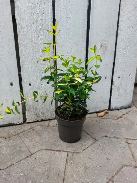 Euonymus Fortunei 'Blondie' (Benved) 4 Euonymus Fortunei 'Blondie' (Benved) - Image 2