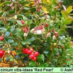 Vaccinium Vitis-idaea 'Red Pearl'. (Tyttebær) - Salgshøjde: 5-10 Cm