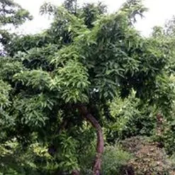 Mespilus Germanica - (Mispel) -salgshøjde: Potte