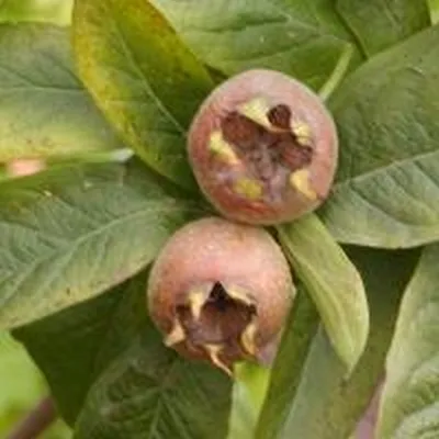 Mespilus Germanica - (Mispel) -salgshøjde: Potte 4 Mespilus Germanica - (Mispel) -salgshøjde: Potte - Image 2