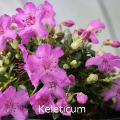 Rhododendron Keleticum (Vildart) - Potte 2 Liter