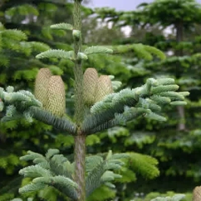 Abies Procera (Nobilisgran) - Salgshøjde: 70-90 Cm 10 L Potte 3 Abies Procera (Nobilisgran) - Salgshøjde: 70-90 Cm 10 L Potte