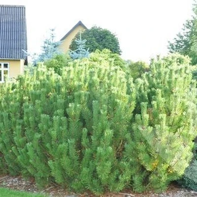 Pinus Mugo (Bjergfyr) - Salgshøjde: 40-60 Cm 6 L 3 Pinus Mugo (Bjergfyr) - Salgshøjde: 40-60 Cm 6 L