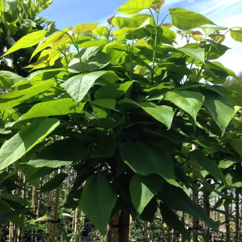 Catalpa Bignonioides 'Nana' (TROMPETTRÆ DVÆRGFORM) Stammehøjde 200 Cm 3 Catalpa Bignonioides 'Nana' (TROMPETTRÆ DVÆRGFORM) Stammehøjde 200 Cm