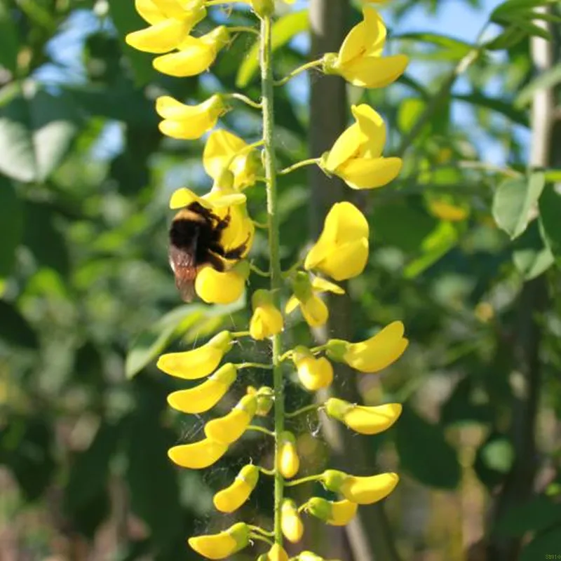 Laburnum X Wat. 'Vossii' (GULDREGN) Salgshøjde; Flerstammet 150 Cm 3 Laburnum X Wat. 'Vossii' (GULDREGN) Salgshøjde; Flerstammet 150 Cm