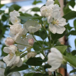 Malus 'Evereste' (PARADISÆBLE) Salgshøjde; Klippet I Espalier