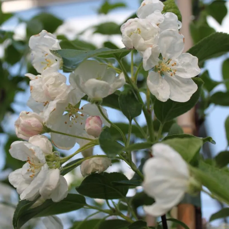 Malus 'Evereste' (PARADISÆBLE) Salgshøjde; Klippet I Espalier 3 Malus 'Evereste' (PARADISÆBLE) Salgshøjde; Klippet I Espalier