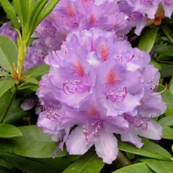 Rhododendron 'Catawbiense Grandiflorum' XL 70-80 Cm