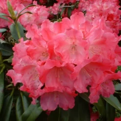 Rhododendron Yak. 'Morgenrot' Opstammet 60 Cm
