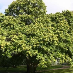 Castanea Sativa (Ægte Kastanie) Salgshøjde: 80-120 Cm.  (Barrodet Bundt M/10 Stk)