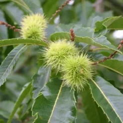 Castanea Sativa (Ægte Kastanie) Salgshøjde: 80-120 Cm.  (Barrodet Bundt M/10 Stk) -Planter Butik copy from H JM 34 273 to 34 273 3