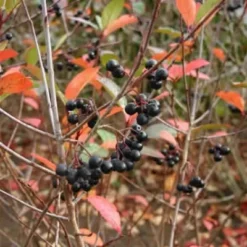 Aronia Melanocarpa 'ARON' (Surbær) Salgshøjde: 30-50 Cm.  (Barrodet Bundt M/10 Stk)