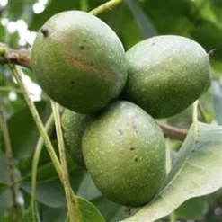 Juglans Regia ( Alm. Valnød) Salgshøjde: 20-40 Cm. (Barrodet Bundt M/10 Stk)