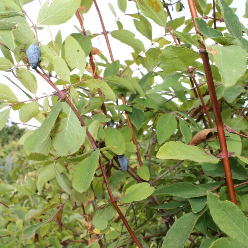 Lonicera Caerulea (Blåfrugtet Gedeblad) Salgsh.: 15-30 Cm. (Barrodet Bundt M/10 Stk) 3 Lonicera Caerulea (Blåfrugtet Gedeblad) Salgsh.: 15-30 Cm. (Barrodet Bundt M/10 Stk)