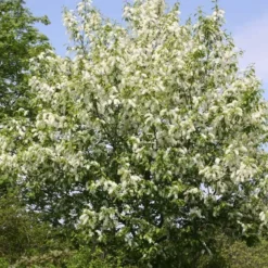 Prunus Padus (Hæg) Salgshøjde: 20-40 Cm. (Barrodet Bundt M/10 Stk) 7 Prunus Padus (Hæg) Salgshøjde: 20-40 Cm. (Barrodet Bundt M/10 Stk) -Planter Butik copy from Hc398JM2034 62 to 34 62 2