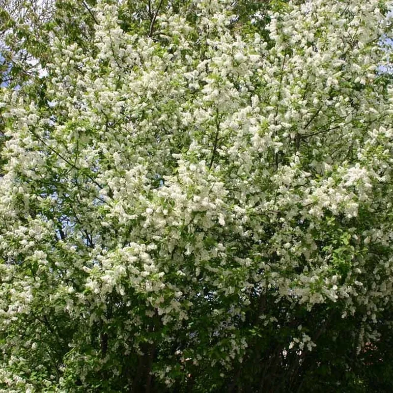 Prunus Padus (Hæg) Salgshøjde: 20-40 Cm. (Barrodet Bundt M/10 Stk) 6 Prunus Padus (Hæg) Salgshøjde: 20-40 Cm. (Barrodet Bundt M/10 Stk) - Image 4