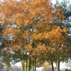 Quercus Rubra (Rødeg) Salgshøjde: 80-120 Cm. (Barrodet Bundt M/10 Stk)