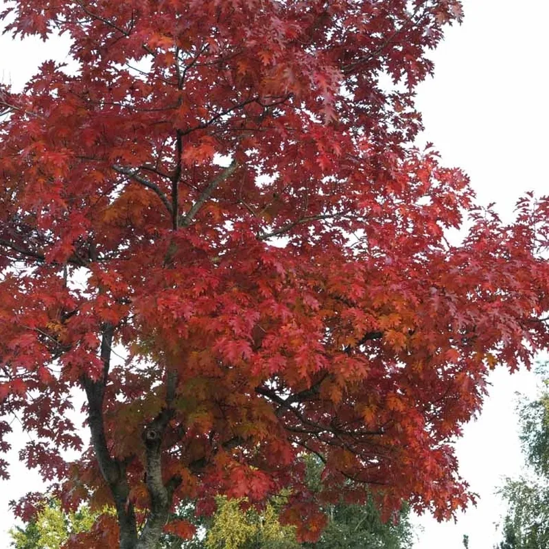 Quercus Rubra (Rødeg) Salgshøjde: 80-120 Cm. (Barrodet Bundt M/10 Stk) 4 Quercus Rubra (Rødeg) Salgshøjde: 80-120 Cm. (Barrodet Bundt M/10 Stk) - Image 2