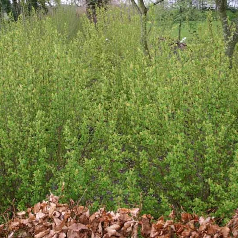 Ribes Alpinum (Fjeldribs) Salgsh.: 30-50 Cm. (Barrodet Bundt M/10 Stk) 3 Ribes Alpinum (Fjeldribs) Salgsh.: 30-50 Cm. (Barrodet Bundt M/10 Stk)