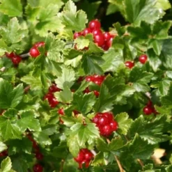 Ribes Alpinum (Fjeldribs) Salgsh.: 30-50 Cm. (Barrodet Bundt M/10 Stk) 9 Ribes Alpinum (Fjeldribs) Salgsh.: 30-50 Cm. (Barrodet Bundt M/10 Stk) -Planter Butik copy from Hc398JM2034 77 to 34 77 3