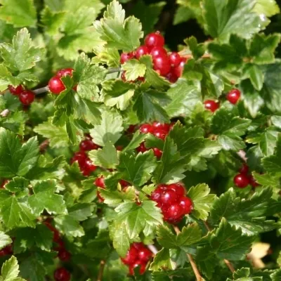 Ribes Alpinum (Fjeldribs) Salgsh.: 30-50 Cm. (Barrodet Bundt M/10 Stk) 5 Ribes Alpinum (Fjeldribs) Salgsh.: 30-50 Cm. (Barrodet Bundt M/10 Stk) - Image 3