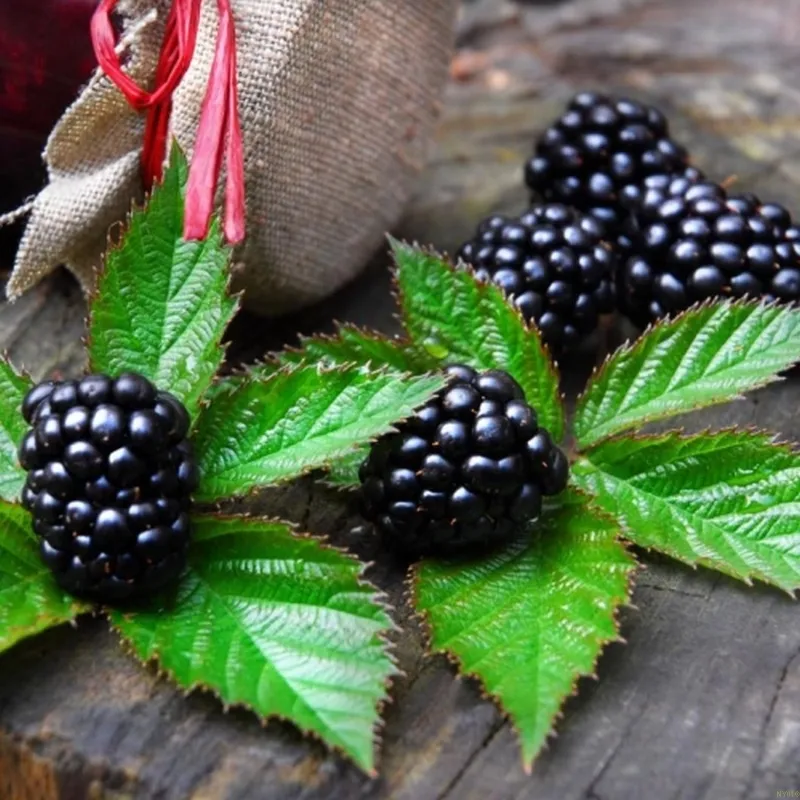 RUBUS FRUT. 'THORNFREE' Kat. CAC (Brombær), Salgshøjde: Potte 60 Cm 3 RUBUS FRUT. 'THORNFREE' Kat. CAC (Brombær), Salgshøjde: Potte 60 Cm