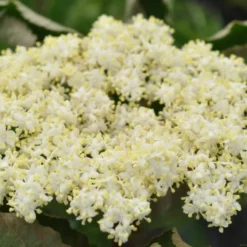 SAMBUCUS NIGRA 'KORSØR' (Hyld), Salgshøjde: Buske 5 L