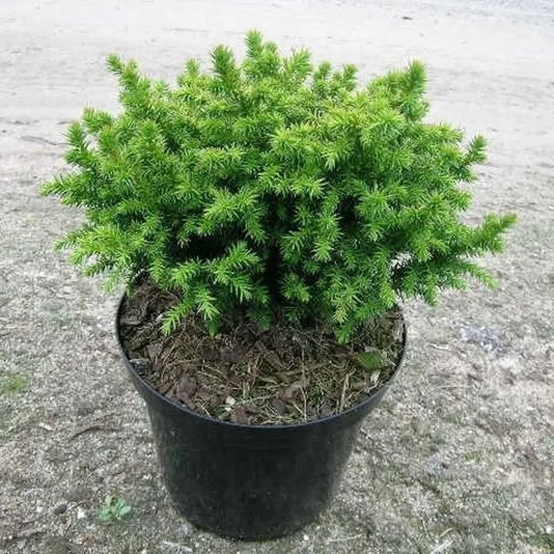 Crypt. Jap. 'Vilmoriniana' (Kryptomeria), Salgshøjde: 40 Cm Stamm 3 Crypt. Jap. 'Vilmoriniana' (Kryptomeria), Salgshøjde: 40 Cm Stamm