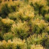 PINUS MUGO 'CARSTEN'S WINTER GOLD' (Fyr), Salgshøjde: På 70 Cm Stamme 2 PINUS MUGO 'CARSTEN'S WINTER GOLD' (Fyr), Salgshøjde: På 70 Cm Stamme -Planter Butik copy from NYS201504185050 to nys 15041850501