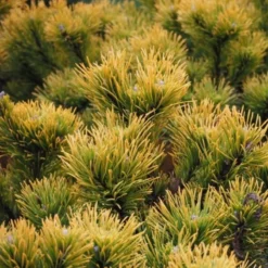 PINUS MUGO 'CARSTEN'S WINTER GOLD' (Fyr), Salgshøjde: På 70 Cm Stamme