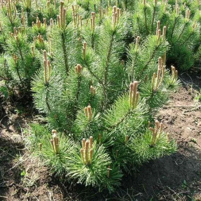 Pinus Mugo Var. Mughus (Bjergfyr) - Salgshøjde: 30-50 Cm 6 L Potte 3 Pinus Mugo Var. Mughus (Bjergfyr) - Salgshøjde: 30-50 Cm 6 L Potte