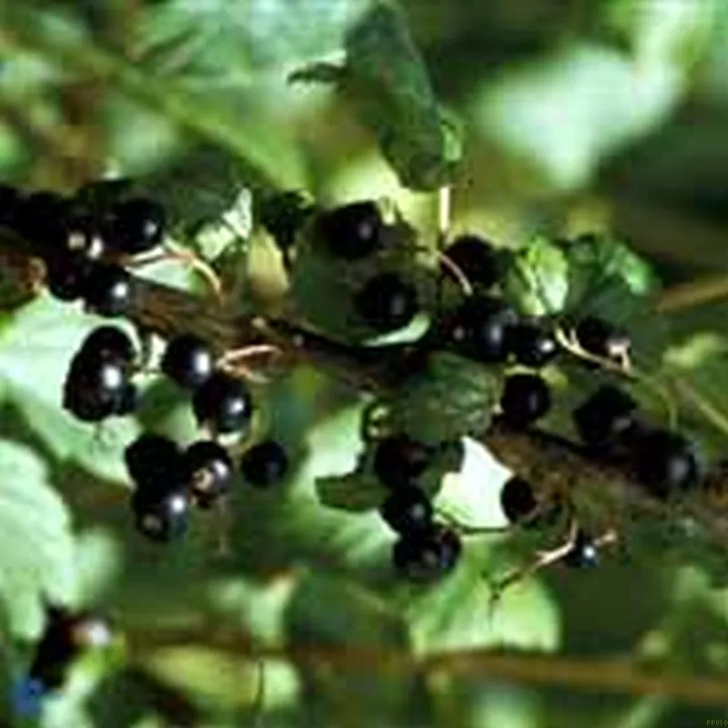 Ribes Nigrum 'POLAR' (Solbær 'Polar') Salgshøjde: 30-50 Cm (Barrodet Bundt M/10 Stk) 3 Ribes Nigrum 'POLAR' (Solbær 'Polar') Salgshøjde: 30-50 Cm (Barrodet Bundt M/10 Stk)