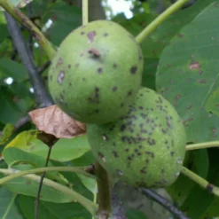 Juglans Regia 'Mars' - Podet Valnød - Salgshøjde: 125-150 Cm
